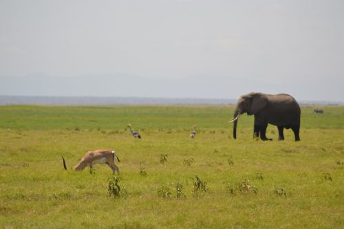 Dramblys, Afrika, Miškas