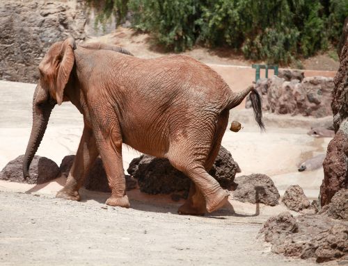 Dramblys, Kot, Gyvūnas, Zoologijos Sodas, Verstis Verslu