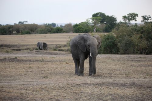 Dramblys, Laukinė Gamta, Safari, Afrika, Kenya, Maasai Mara