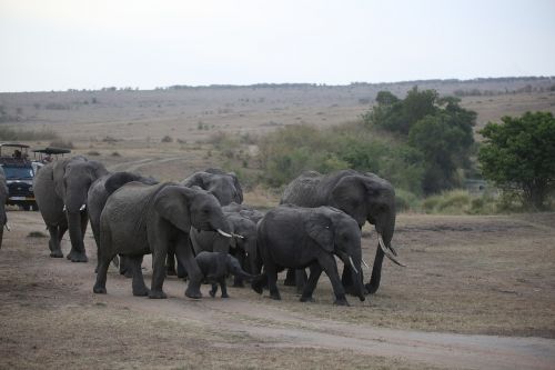 Dramblys, Bandas, Laukinė Gamta, Safari, Afrika, Kenya, Maasai Mara, Grupė