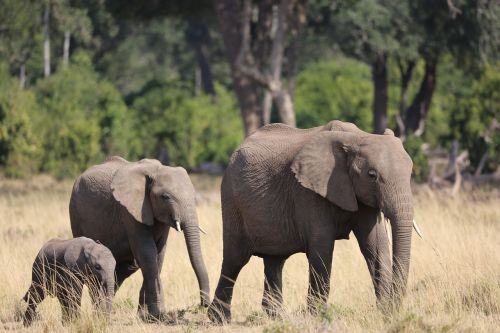 Dramblys, Šeima, Laukinė Gamta, Safari, Afrika, Kenya, Maasai Mara