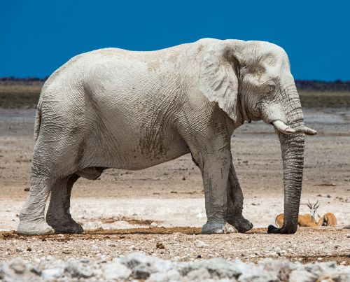 Dramblys, Afrika, Namibija, Safari