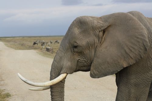 Dramblys, Brosmė, Safari, Amboseli, Bagažinė, Afrika, Kenya