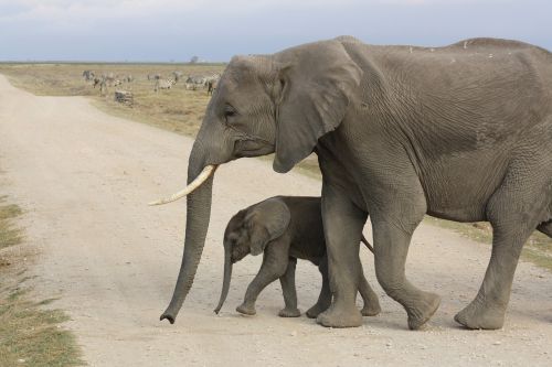 Dramblys, Kūdikis, Afrika, Kenya, Amboseli, Parkas, Safari, Laukinė Gamta, Gyvūnas, Laukiniai, Laukiniai Gyvūnai, Gamta