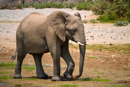 Dramblys, Afrika, Namibija, Vanduo