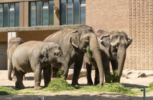 Dramblys, Žinduolis, Gyvūnas, Gyvūnų Pasaulis, Gamta, Zoologijos Sodas