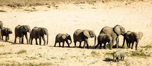 Dramblys,  Gyvūnijos,  Safari,  Žinduolis,  Bandos,  Kelionė,  Krūmas,  Afrika