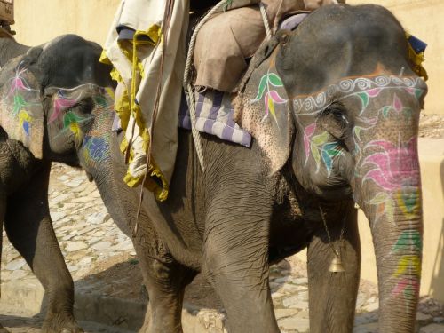 Dramblys, Indija, Kelionė, Rajasthan