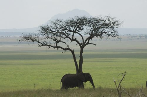 Dramblys, Tanzanija, Afrika, Žalias, Afrikos Dramblys, Žinduolis, Gamta, Nacionalinis Parkas, Safari, Dideli Penki, Kalnas, Gyvūnai, Drambliai