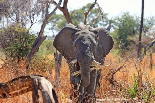 Dramblys, Gyvūnas, Proboscis, Safari, Afrika, African Bush Dramblys, Dykuma, Pietų Afrika, Okavango Delta, Laukinės Gamtos Fotografija, Dideli Penki