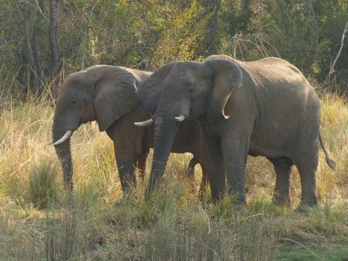Dramblys, Zambezi, Afrika, Žinduoliai, Safari