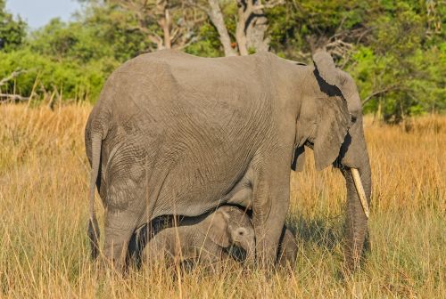 Dramblys, Botsvana, Afrika, African Bush Dramblys, Gamta, Pietų Afrika, Safari