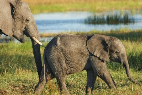 Dramblys, Safari, Dykuma, Okavango Delta, Afrika, Pietų Afrika, Laukinės Gamtos Fotografija