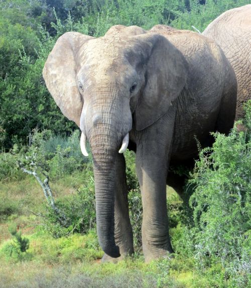 Dramblys, Pietų Afrika, Nacionalinis Parkas, Gamta, Safari, Didelis, Žinduolis