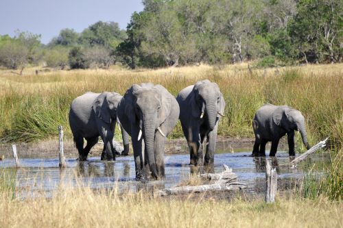 Dramblys, Afrika, Okavango Delta