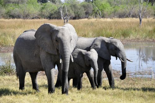 Dramblys, Afrika, Okavango Delta, Gyvūnas, Safari