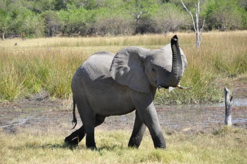 Dramblys, Gyvūnas, Afrika, Okavango Delta, Trimitas, Grasinti
