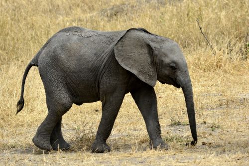 Dramblys, Kūdikis, Slůně, Amboseli, Afrika, Kenya, Safari, Nacionalinis Parkas, Gyvūnai, Gyvūnas, Serengeti, Tarangire, Tanzanija, Tsavo
