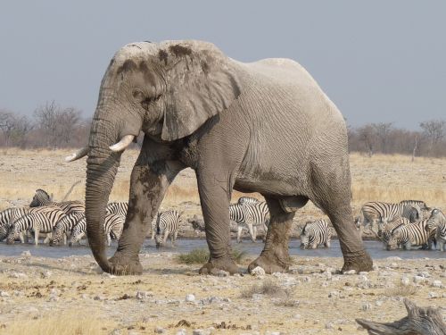 Dramblys,  Etosha,  Namibija