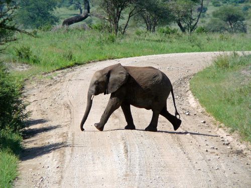 Dramblys,  Kelias,  Afrika,  Tanzanija,  Gyvūnas