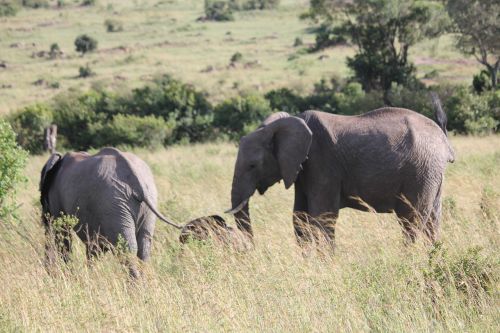 Dramblys,  Afrika,  Kenja