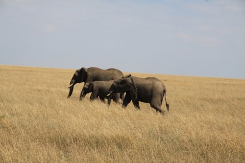 Dramblys, Šeima, Afrika, Kenya, Dramblio Veršelis, Jaunasis Dramblys, Pilka, Safari