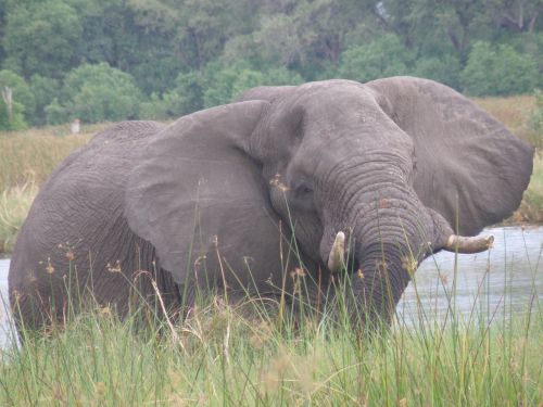 Dramblys, Laukinė Gamta, Laukiniai, Gyvūnas, Tusker, Didelis, Žinduolis, Okavango Delta, Botsvana, Afrika