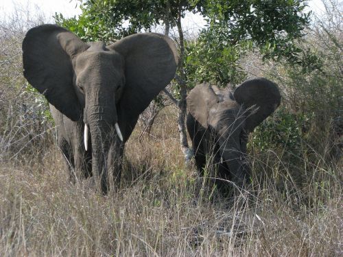 Dramblys,  Motina Ir Vaiku,  Afrika,  Mielas