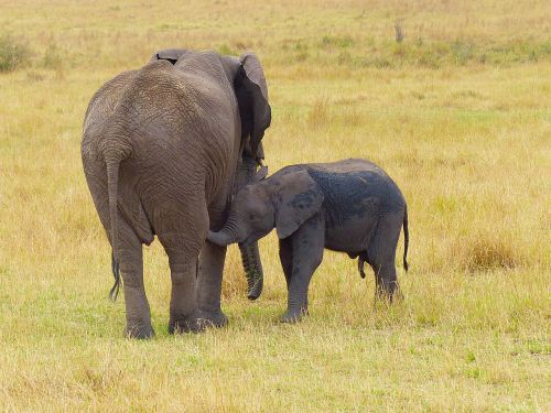 Dramblys, Motina, Kūdikis, Laukinė Gamta, Safari, Afrika, Kenya