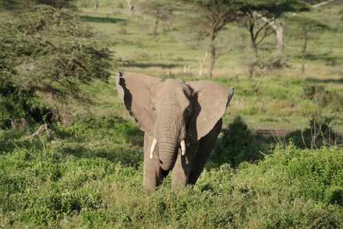 Dramblys, Afrika, Gyvūnas