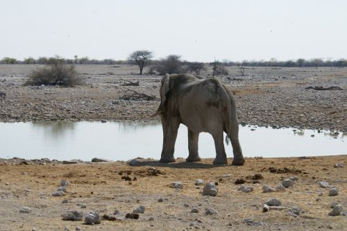 Dramblys,  Namibija,  Laistymo Anga,  Nacionalinis Parkas