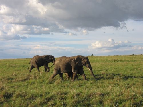 Dramblys, Kenya, Savana