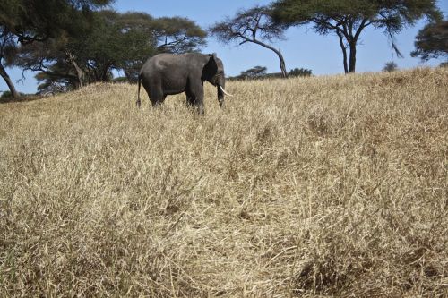 Dramblys, Afrika, Gyvūnai