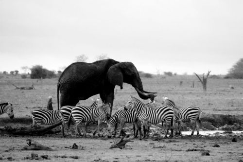 Dramblys,  Zebras,  Vandens Skylė,  Gyvūnas,  Šeima,  Laukiniai,  Žinduolis,  Safari,  Afrika,  Kelionė,  Kenya,  Tsavo,  Nuotykis,  Tyrinėti,  Dramblys Ir Zebrai