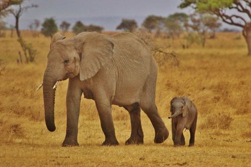 Dramblys, Dramblys Šeima, Serengečio Nacionalinis Parkas, Afrika, Tanzanija, Drambliai, Laukiniai, Gamta, Laukinė Gamta, Gyvūnai
