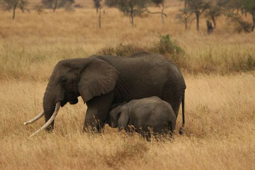 Dramblys, Dramblys Šeima, Serengečio Nacionalinis Parkas, Afrika, Tanzanija, Drambliai, Laukiniai, Gamta, Laukinė Gamta, Gyvūnai