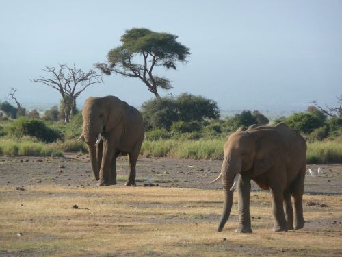 Drambliai, Draugai, Kenya, Amboselli, Savana, Gamta, Gyvūnas, Draugystė, Laukiniai, Safari