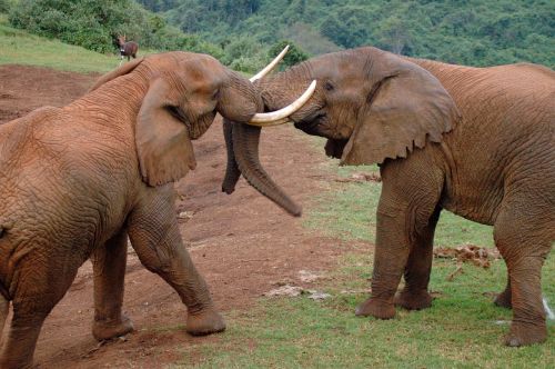 Drambliai, Afrika, Aberdare Parkas, Kenya