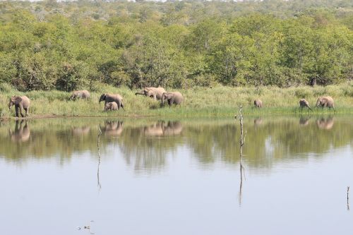 Drambliai, Pietų Afrika, Safari, Dramblys Šeima, Kruger Parkas, Ežeras