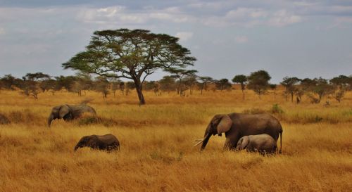 Drambliai, Kūdikio Dramblys, Dramblių Bandas, Tanzanija, Afrika, Serengeti, Safari, Žinduoliai, Bagažinė, Didelis