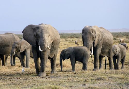 Drambliai, Afrika, Kenya, Safari, Amboseli, Bandas