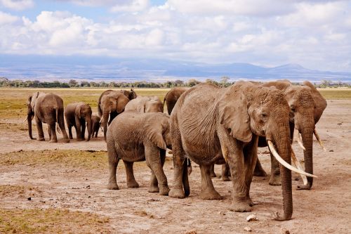 Drambliai, Afrika, Amboseli, Gyvūnas, Safari, Nacionalinis Parkas, Kenya, Laukinė Gamta, Laukiniai, Žinduoliai, Dideli Penki
