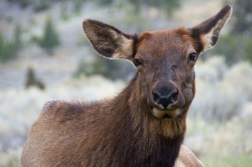 Elnelis,  Moteris,  Portretas,  Laukinė Gamta,  Gamta,  Žiūri,  Viešasis & Nbsp,  Domenas,  Fonas,  Tapetai,  Laukiniai,  Dykuma,  Yellowstone & Nbsp,  Nacionalinis & Nbsp,  Parkas,  Vajomingas,  Usa,  Kailis,  Veidas,  Karvė,  Uždaryti & Nbsp,  Ausys,  Galva,  Briedis