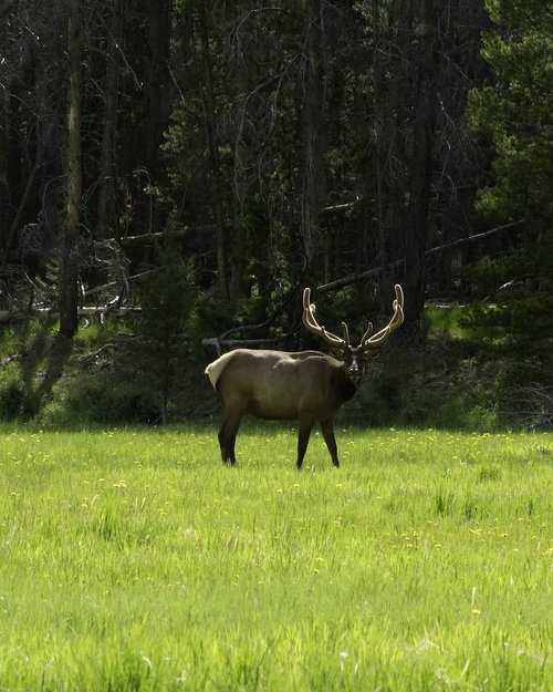 Elk,  Bull,  Velvet,  Akmenuotas,  Kalnų,  Pilietis,  Parkas,  Koloradas