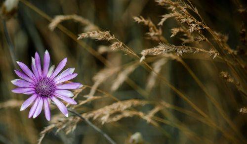 Iškalbingas Gilinimas, Immortale, Wildflower, Xeranthemum Annuum, Laukas