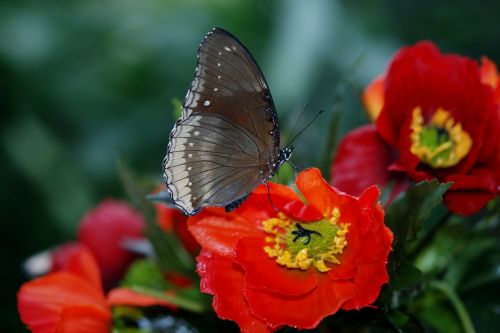 Elymnias Hypermnestra, Drugelis, Gyvūnas, Gėlė, Juodas Swallowtail, Papilio Poliksenai, Vabzdys
