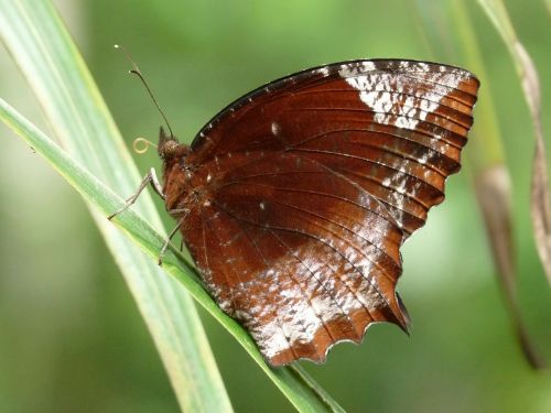 Elymnias Hypermnestra, Drugelis, Gražus, Iš Arti, Makro, Lapai, Augalas, Gamta, Lauke, Vasara, Pavasaris