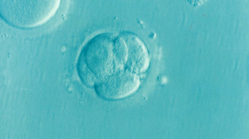 Embrionas, Ivf, Icsi, Nevaisingumas, Vaisingumas
