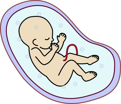 Embrionas, Žmogus, Kūdikis, Nėštumas, Nemokama Vektorinė Grafika