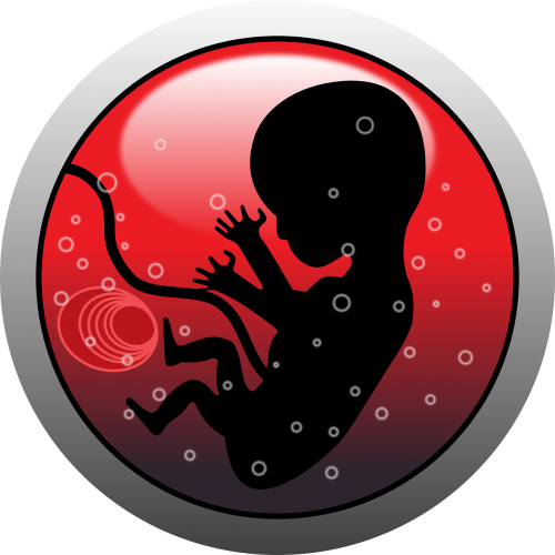 Embrionas, Žmogus, Kūdikis, Nėštumas, Siluetas, Nemokama Vektorinė Grafika